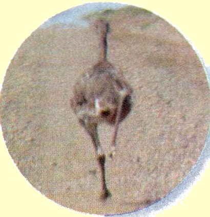 Peugeot 307 1.6 / HDi